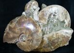 Beautiful Polished Ammonite Cluster - / Wide #9559-2